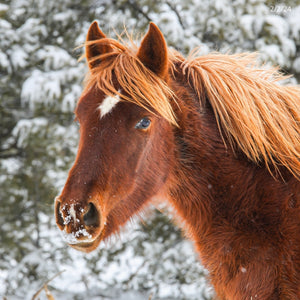 Star the Alpine Filly