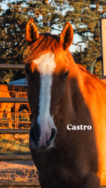 Load image into Gallery viewer, $4,000 still needed in Monthly Sponsorships for November Auction Rescues!
