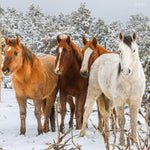 Load image into Gallery viewer, Renegade the Alpine Gelding
