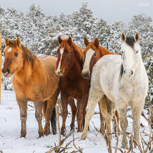 Renegade the Alpine Gelding