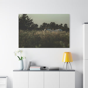 "The Watcher of the Field" Canvas