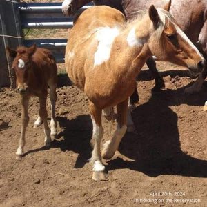 Tawny the Reservation Filly