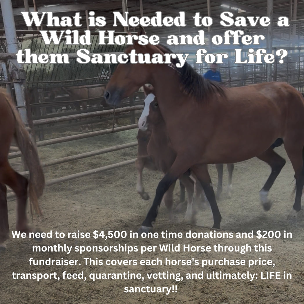 Donate to Rescue Horses from Next Bowie Auction!