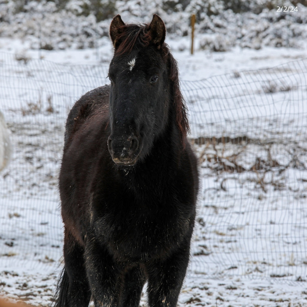 Goose the Alpine Gelding