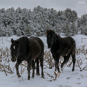 Goose the Alpine Gelding