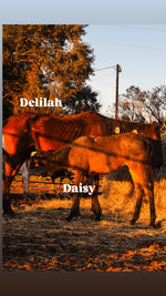 Load image into Gallery viewer, $4,000 still needed in Monthly Sponsorships for November Auction Rescues!
