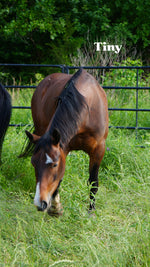 Load image into Gallery viewer, Want to stay connected with one of these lucky horses?!
