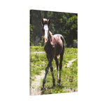 Load image into Gallery viewer, "Half Wild, Half Wonder" Canvas
