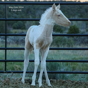 Cielo the Reservation Filly