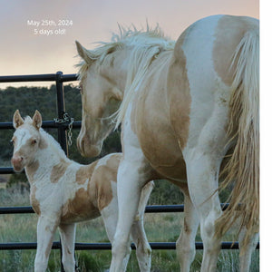 Cielo the Reservation Filly