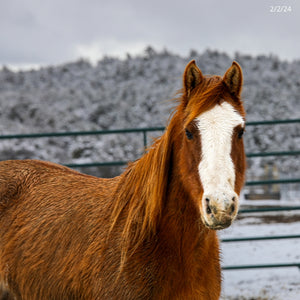 Cinder the Warm Springs Reservation Mare