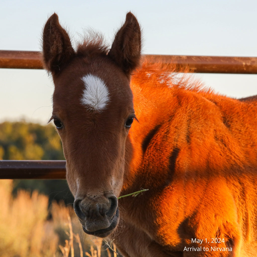 Tawny the Reservation Filly