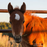 Load image into Gallery viewer, Tawny the Reservation Filly
