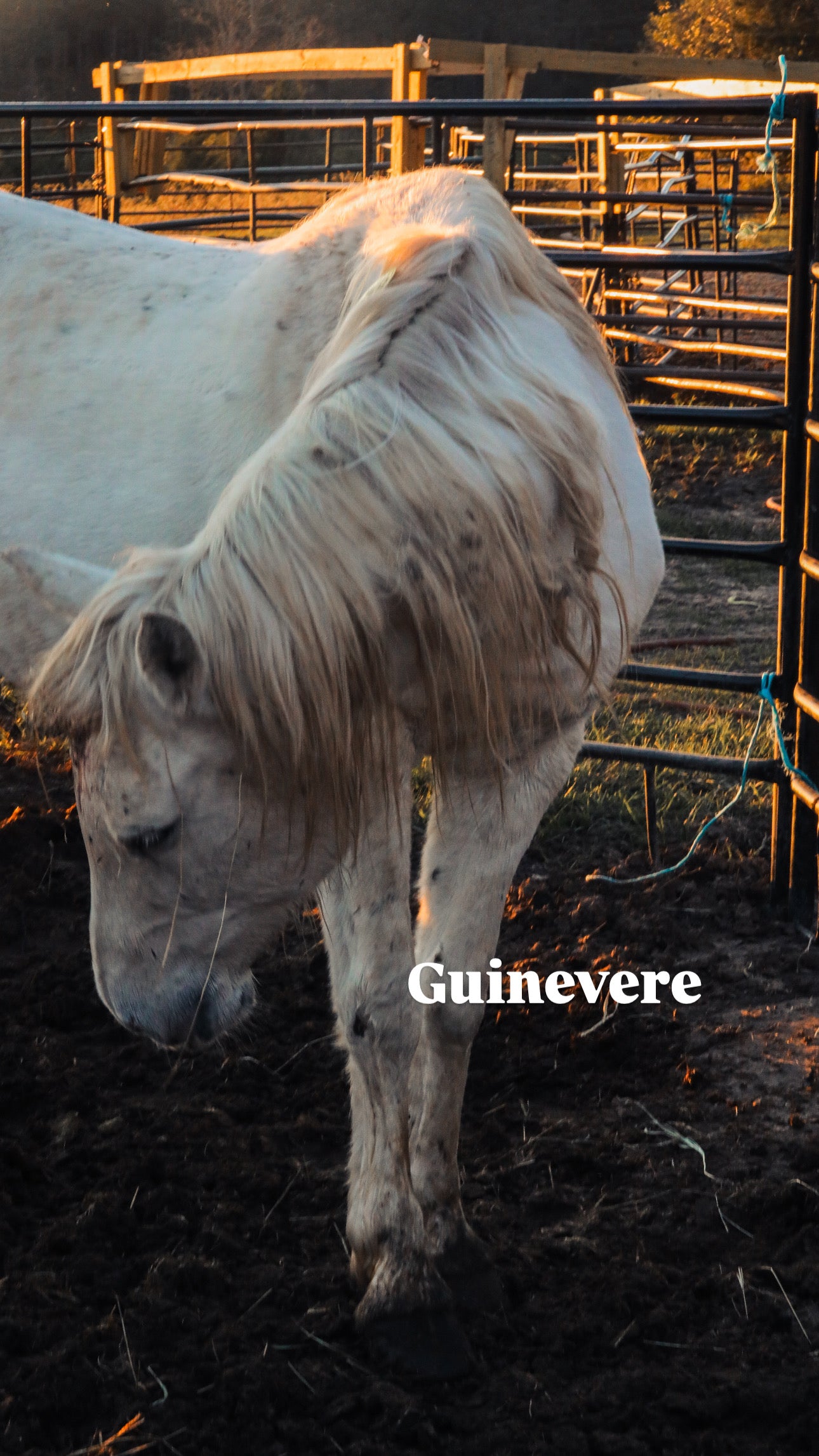 $4,000 still needed in Monthly Sponsorships for November Auction Rescues!