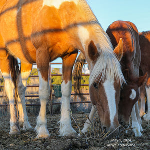 Tawny the Reservation Filly