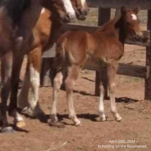 Tawny the Reservation Filly