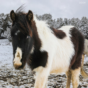 Magness the South Steens Foal