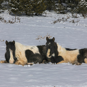 Magness the South Steens Foal