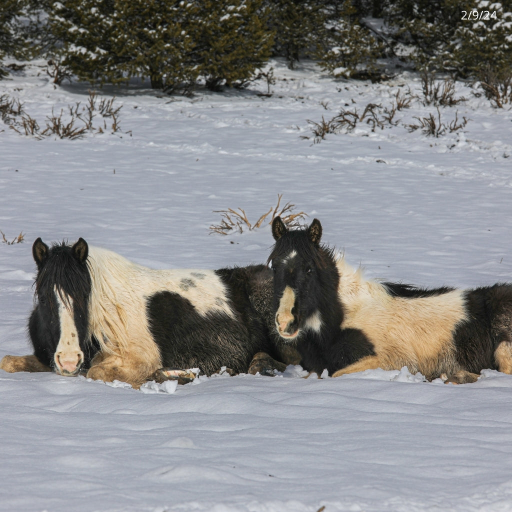 Dahlia the South Steens Mare