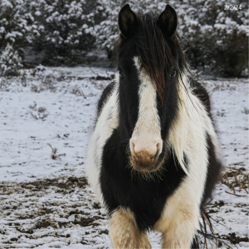 Dahlia the South Steens Mare