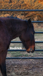 Load image into Gallery viewer, $4,000 still needed in Monthly Sponsorships for November Auction Rescues!
