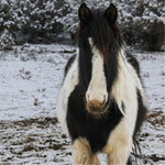 Load image into Gallery viewer, Dahlia the South Steens Mare
