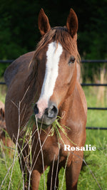 Load image into Gallery viewer, Want to stay connected with one of these lucky horses?!
