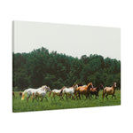 Load image into Gallery viewer, "Leader of the Herd" Canvas
