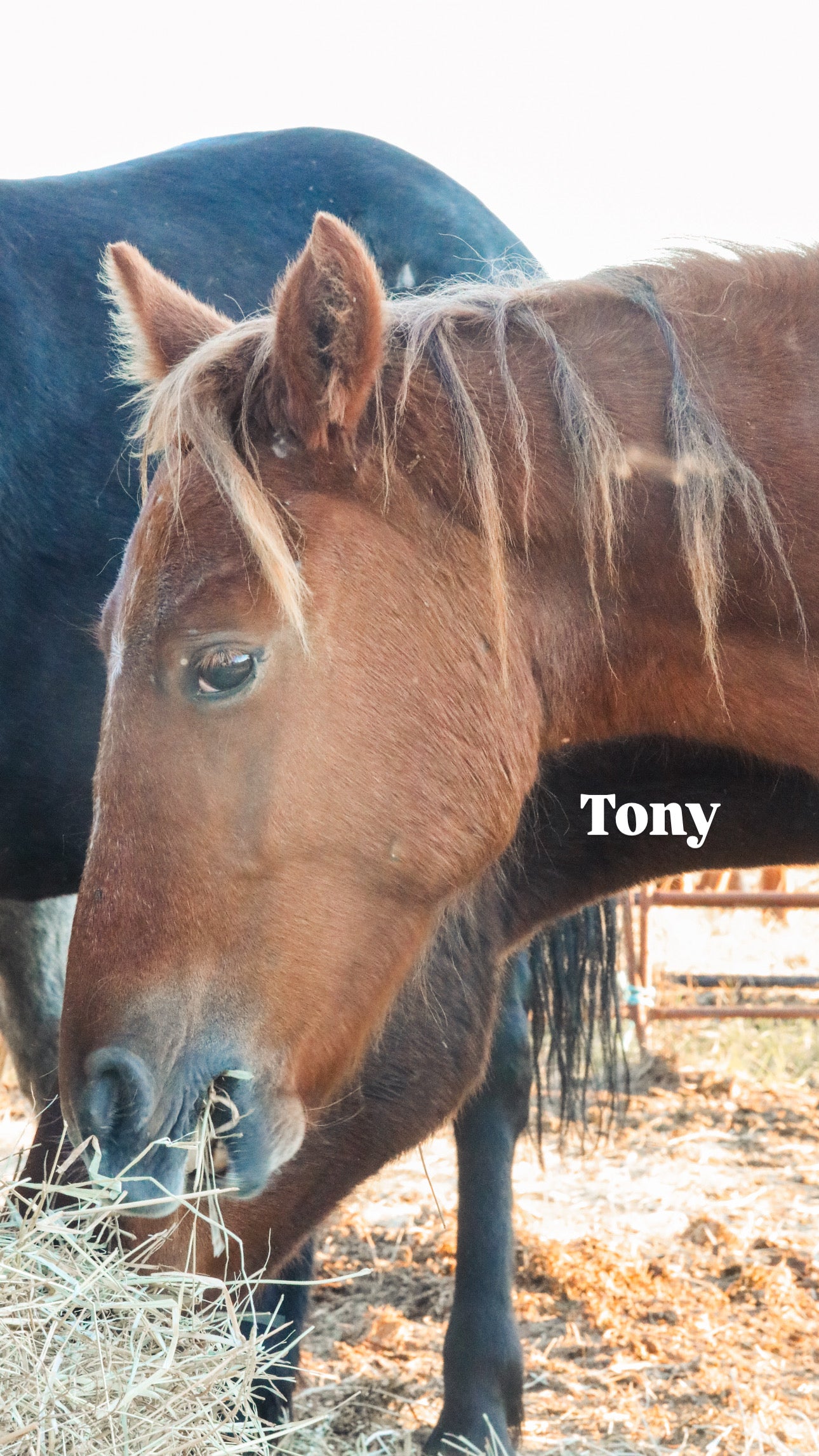 $4,000 still needed in Monthly Sponsorships for November Auction Rescues!