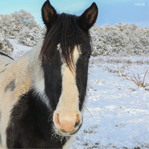 Dahlia the South Steens Mare