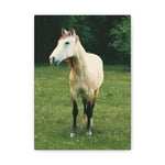 Load image into Gallery viewer, "Golden Stillness" Canvas
