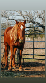 Load image into Gallery viewer, February 2026 Bowie Auction Rescues
