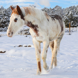 Primrose the South Steens Filly