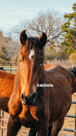 Load image into Gallery viewer, February 2026 Bowie Auction Rescues
