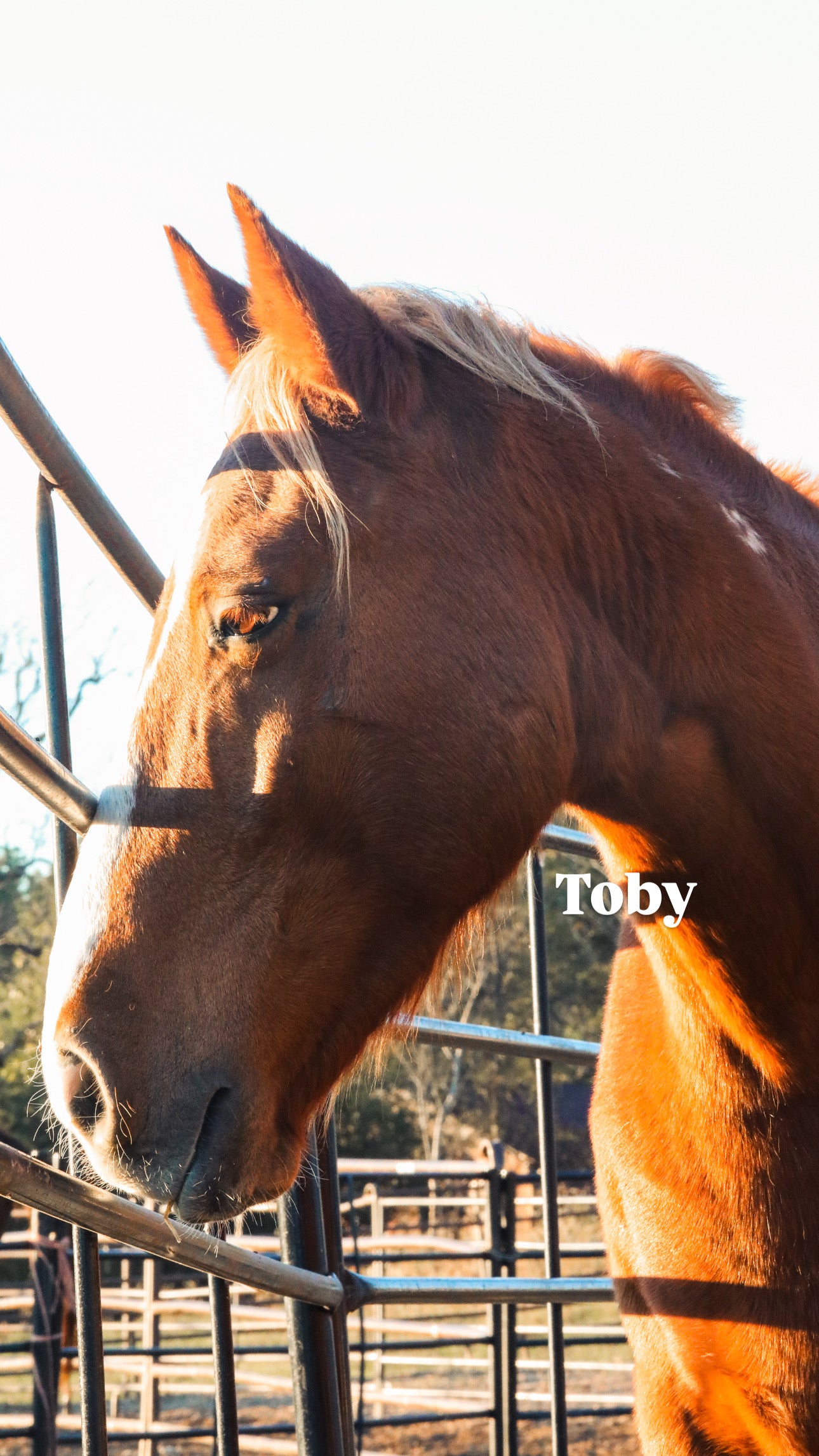 $4,000 still needed in Monthly Sponsorships for November Auction Rescues!