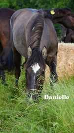 Load image into Gallery viewer, Want to stay connected with one of these lucky horses?!
