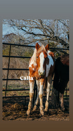 Load image into Gallery viewer, February 2026 Bowie Auction Rescues
