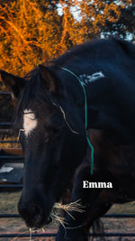 Load image into Gallery viewer, $4,000 still needed in Monthly Sponsorships for November Auction Rescues!
