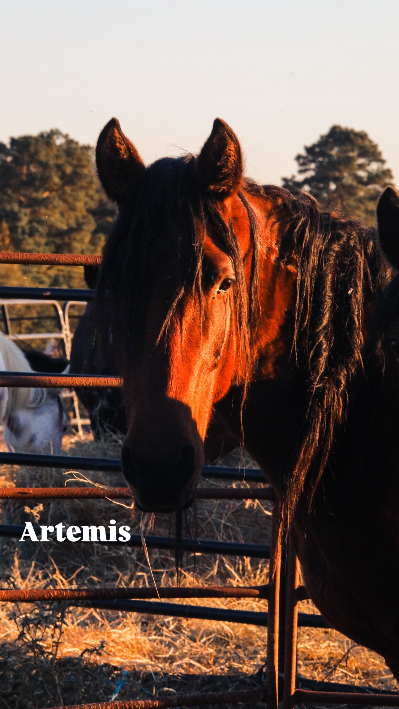 $4,000 still needed in Monthly Sponsorships for November Auction Rescues!