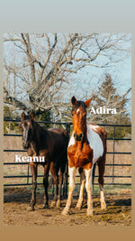 Load image into Gallery viewer, February 2026 Bowie Auction Rescues
