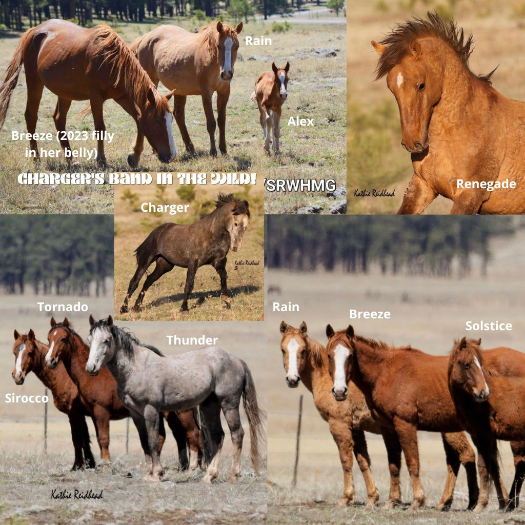 Renegade the Alpine Gelding