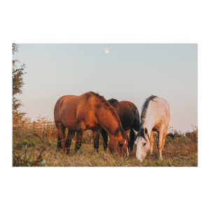 Cord_of_Three_Poster_8x12_Flat_H_Mockup.png