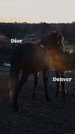 Load image into Gallery viewer, $4,000 still needed in Monthly Sponsorships for November Auction Rescues!
