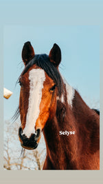 Load image into Gallery viewer, February 2026 Bowie Auction Rescues

