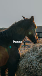 Load image into Gallery viewer, February 2026 Bowie Auction Rescues
