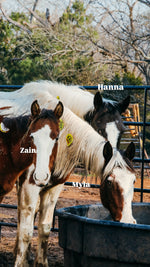 Load image into Gallery viewer, February 2026 Bowie Auction Rescues
