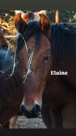 Load image into Gallery viewer, $4,000 still needed in Monthly Sponsorships for November Auction Rescues!
