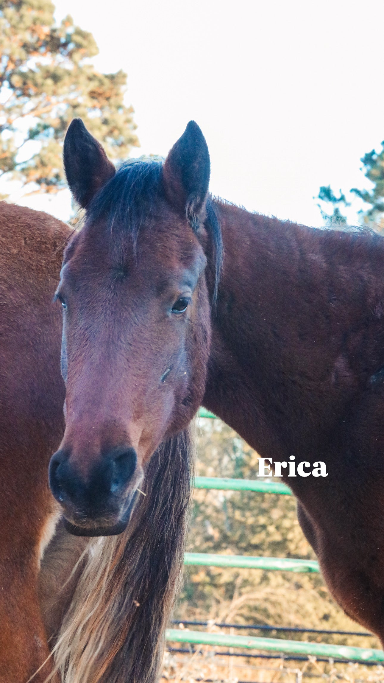 $4,000 still needed in Monthly Sponsorships for November Auction Rescues!