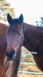 Load image into Gallery viewer, $4,000 still needed in Monthly Sponsorships for November Auction Rescues!
