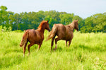 Load image into Gallery viewer, A Thanksgiving Miracle:  21 Wild Horses RESCUED
